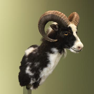 Schaap Taxidermie Opgezette Dieren By Max, Ophalen of Verzenden, Nieuw, Wild dier, Opgezet dier
