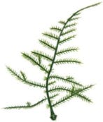 Asparagus Plastic blad zak 100 stuks, Ophalen of Verzenden, Nieuw