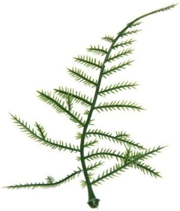 Asparagus Plastic blad zak 100 stuks, Ophalen of Verzenden, Nieuw