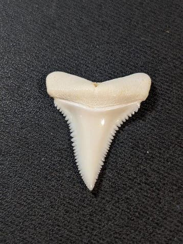 Witte haai Tand - Carcharodon carcharias - with proof of, Verzamelen, Dierenverzamelingen, Nieuw