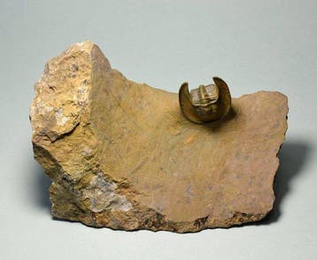 Trilobiet - Gefossiliseerd dier - Lioharpes wendti