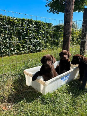 Labrador pups met stamboom, Parvo, Nederland, 8 tot 15 weken, Labrador retriever