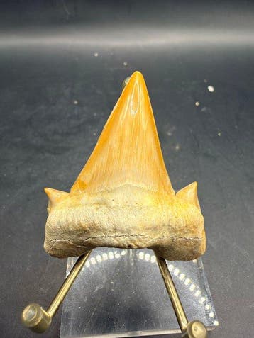 Haai - Fossiele tand - Otodus obliquus - 5.8 cm (Zonder