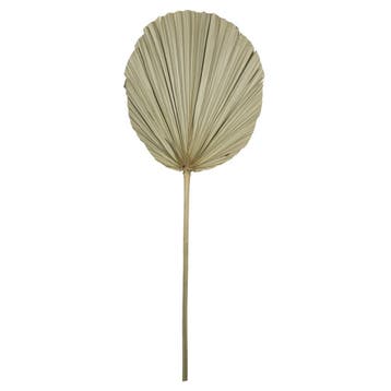 *palmblad tak gedroogd 50cm*, Verzenden, Nieuw