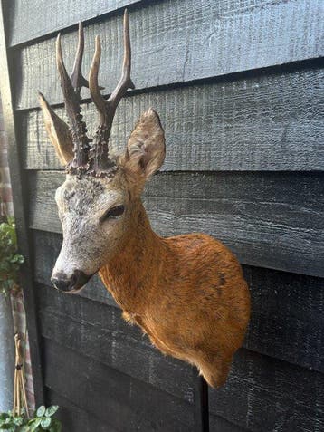 Reebok Taxidermie volledige montage - Capreolus capreolus -, Nieuw