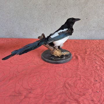 Ekster Taxidermie wandmontage - Pica pica - spécimen adulte, Nieuw