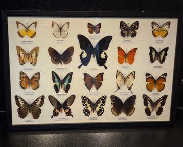 Vlinder Taxidermie volledige montage - Lepidoptera - 33 cm -, Nieuw