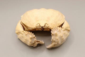 Grote kistkreeft – Calappa calappa Taxidermie volledige
