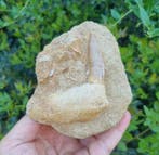 Vis - Fossiele tanden - enchodus (Zonder minimumprijs)