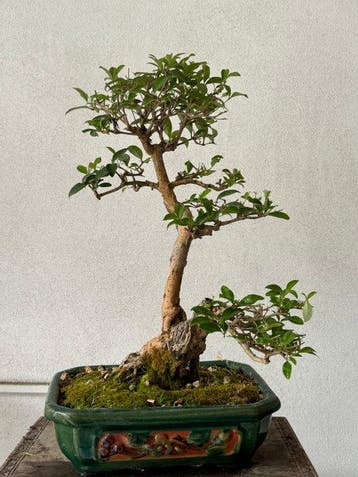 Liguster bonsai (Ligustrum) - Hoogte (boom): 45 cm - Diepte