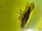 Amber - Barnsteen - Cixiidae, Burmese Amber, Insect