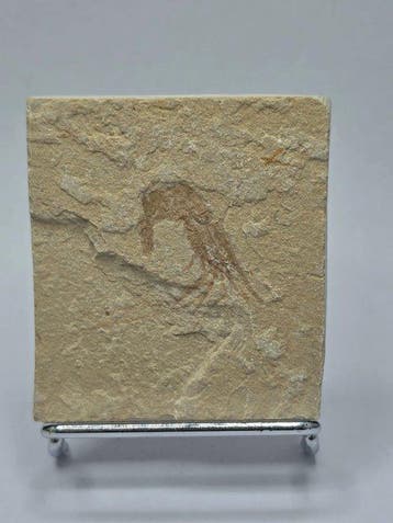 garnaal - Gefossiliseerd dier - Carpopenaeus callirostris -
