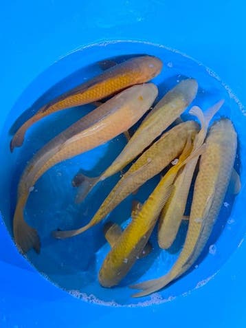 Hirasawa Marusei  40-50 cm (Japanse Koi), Dieren en Toebehoren, Vissen | Vijvervissen, Karper of Koi