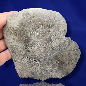XL, eucrietmeteoritensnede. NIEUW JIKHARRA 001 (Libya,, Verzamelen