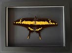 Vlinder Taxidermie volledige montage - Papilio Thoas - La, Antiek en Kunst