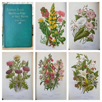 Anne Pratt - The Flowering Plants [79 coloured plates]