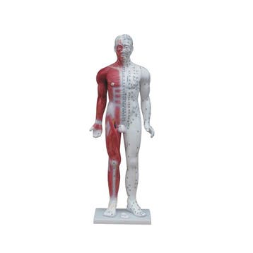 Acupunctuur en meridianen model (man, 80 cm), Nieuw