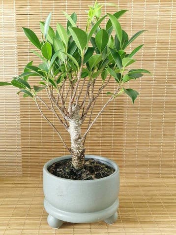 Vijgenboom bonsai (Ficus) - Hoogte (boom): 20 cm - Diepte