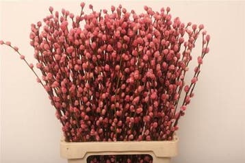 Katjeswilg gekleurde wilgenkatjes salix lichtroze bundel 10, Ophalen of Verzenden, Nieuw