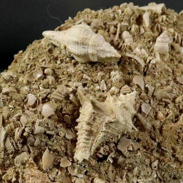 Uitzonderlijke fossiele schelp - op matrix - klassieke, Verzamelen, Mineralen en Fossielen