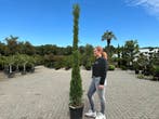 Italiaanse cypres / cipressen te koop Cupressus sempervirens, 100 tot 250 cm, Volle zon, In pot, Overige soorten
