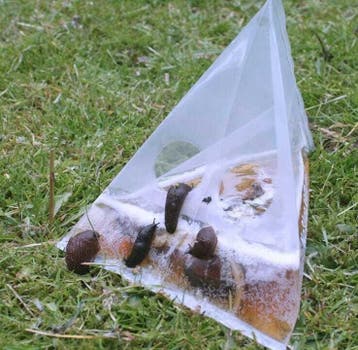 Zeg vaarwel tegen slakkenvraat met deze slimme sla, Verzenden, Nieuw