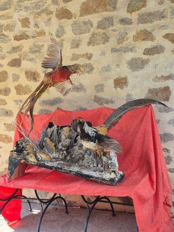 Lady Amherstfazant en Goudfazant Taxidermie wandmontage -, Nieuw