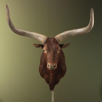 Watusirund XXL Taxidermie Opgezette Dieren By Max, Ophalen of Verzenden, Nieuw, Wild dier, Opgezet dier