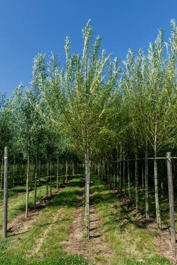 Salix viminalis hoogstam 18/20