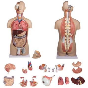 Anatomie model torso met organen, tweeslachtig, 27-delig..., Nieuw