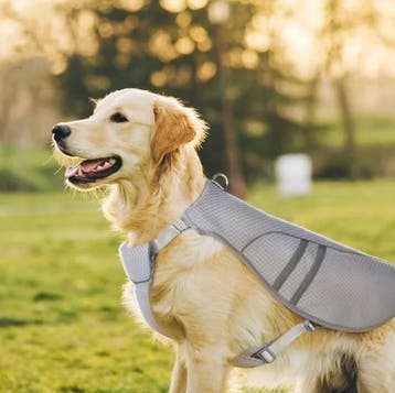 Hond Koelvest Zomer – Ademend Reflecterend Harnas, Verzenden, Nieuw