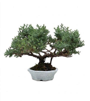 Jeneverbes bonsai (Juniperus) - Hoogte (boom): 18 cm -