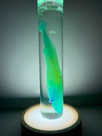 Etmopterus lucifer Pantser - Etmopterus - 15 cm - 3 cm - 3, Nieuw