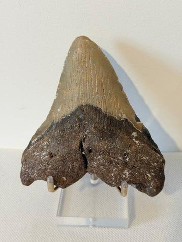 Megalodon - Fossiele tand - Carcharocles megalodon - 11.7 cm