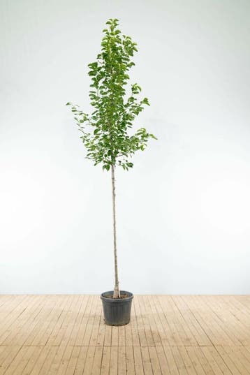 Pyrus calleryana Chanticleer hoogstam 18/20