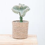 Green Bubble - Euphorbia lactea Cristata wit - 30cm - Ø10 cm, Ophalen of Verzenden