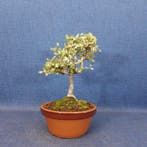 Chinese iep bonsai (Ulmus parviflora) - Hoogte (boom): 20 cm