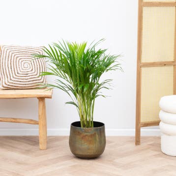 Green Bubble - Dypsis Lutescens (Areca palm) - 70cm - Ø17 cm, Huis en Inrichting, Ophalen of Verzenden