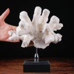 Prachtige witte koraaltak - Stylophora - Madrepora, Verzamelen, Dierenverzamelingen, Nieuw