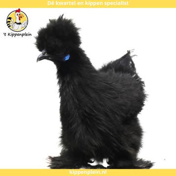 Tamme, Mooie Zijdehoenders te koop!, Meerdere dieren, Kip