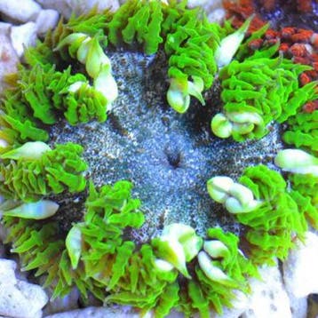 Epicystis Crucifer (Groen) (Ong. 5 cm), Dieren en Toebehoren, Ophalen of Verzenden, Nieuw