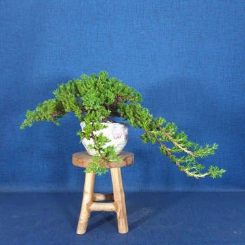 Jeneverbes bonsai (Juniperus) - Hoogte (boom): 11 cm -