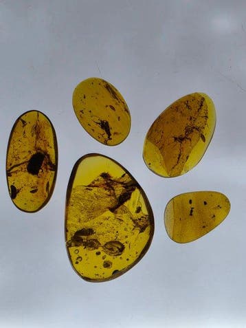 Birmese barnsteen - Barnsteen - Lot of 5 Burmese amber