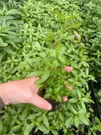 Hygrophila Rosanervig (Aquariumplanten, Aquarium producten), Verzenden, Nieuw, Plant(en), Steen of Hout