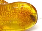 2 Prehistorische Insecten Uitzonderlijk Natuurlijk Baltische