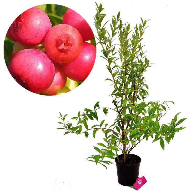 Blauwe Bes Pink Lemonade, Tuin en Terras, Planten | Fruitbomen, Halfschaduw, Verzenden