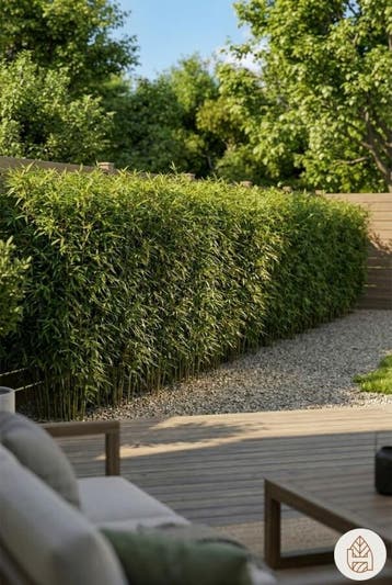 Bamboe / Phyllostachys Aurea 60-80 cm - Pot