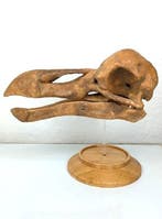 Fossiel - Fossiele schedel - Skull of Dodo (Raphus