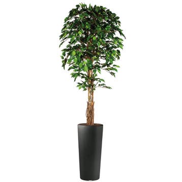 Ficus kunstplant, H250cm, Huis en Inrichting, Ophalen of Verzenden, Overige soorten, 200 cm of meer