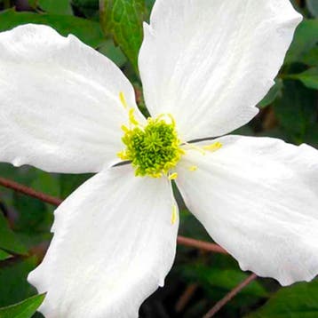 Bosrank Grandiflora container (C2) Clematis, Sierplanten, Verzenden, Bodembedekkers